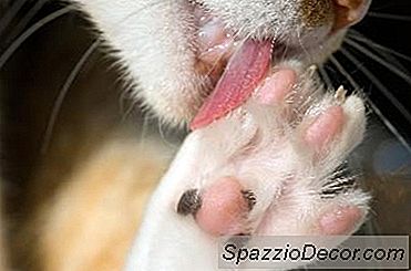 Selbstpflegebürste Für Katzen