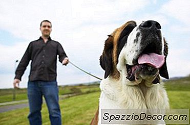 Trennungsangst Und Bernhardiner