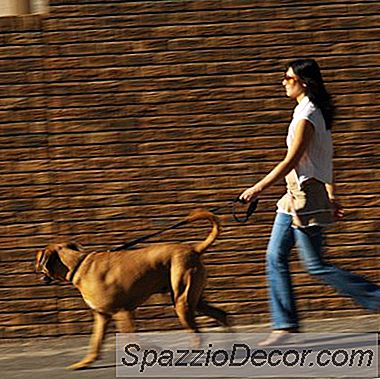 Ayırma Kaygısı Ve Cane Corso
