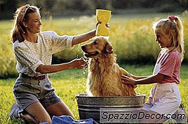 Shampoo Aplikator Untuk Anjing