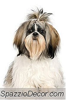 En Shih Tzu Som Er Allergisk Til Loppespytt