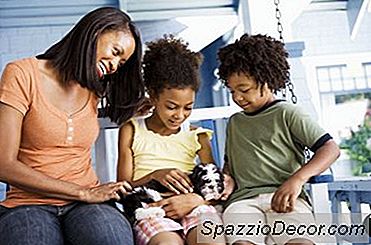 शोरकी पिल्ला जानकारी