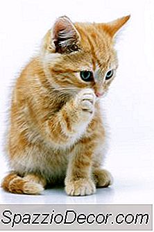 Scatti Per Le Ferite Nei Gatti