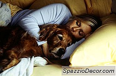 Você Deve Deixar Seu Cão Dormir Na Sua Cama?