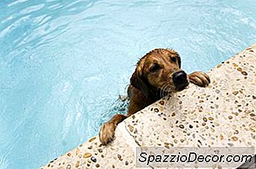Köpeğiniz Yeraltı Havuzunda Yüzmeli Mi?