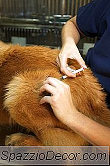 Effetti Collaterali Del Vaccino Da2Pp Canino
