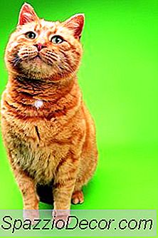 Anzeichen Von Männlichen Katzenblockaden