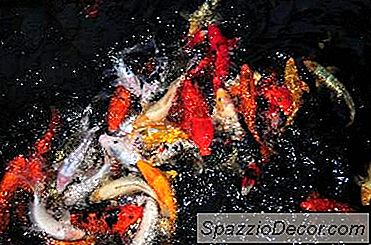 Overeenkomsten Tussen Koi En Goudvis