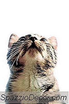 Huidproblemen Bij Kittens