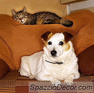 Sozialisation Zwischen Katzen Und Hunden