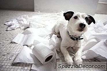 Des Solutions Pour Les Chiens Quand Il Pleut Ou Qu'Il Fait Trop Froid Pour Pisser À L'Extérieur