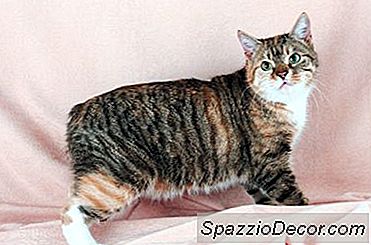 Spina Bifida Em Gatinhos Manx