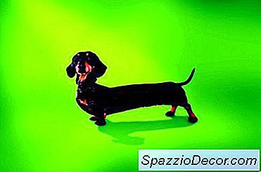 Terapia Espinal Para Dachshunds