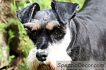 Standard Schnauzer Hunde