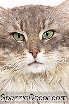 Plötzliches Aggressives Verhalten Bei Katzen