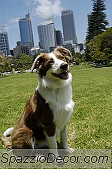 Îngrijirea În Timpul Verii A Unei Colții De Frontieră