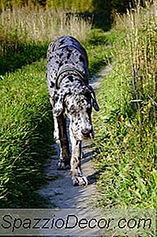 Supplementen Voor De Gewrichten Van Een Duitse Dog