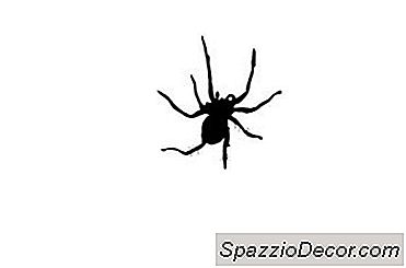 Os Sintomas De Picadas De Aranha Em Caninos