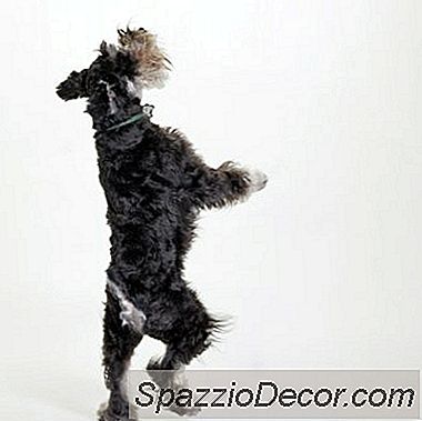 Tabela De Alimentos E Schnauzers Padrão