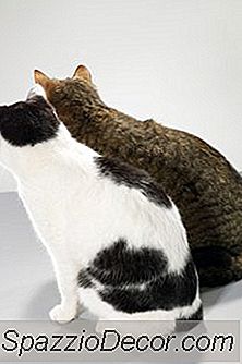 Tapazol Pentru Pisici: Cremă Sau Pilule?