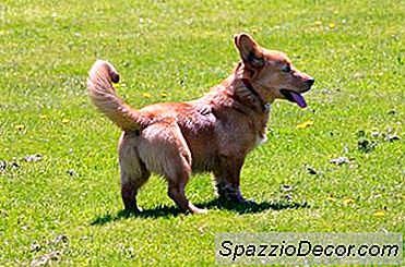Opetus Corgis Miten Ravistaa Käpälöitä
