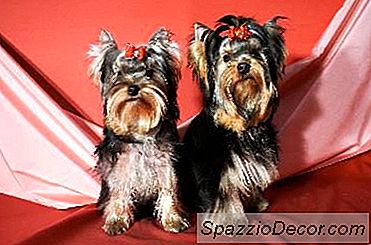 Cangkir Teh Fakta Yorkshire Terrier