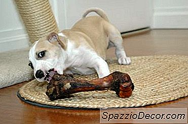 Dentição Em Cães