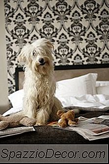 Coisas Para Os Cães Fazerem Durante O Dia