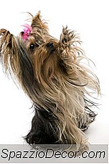 Ting Å Vite Om En Yorkie Valp