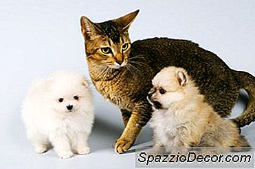 Bir Yavru Ve Birlikte Yaşamak İçin Bir Kedi Nasıl Eğitilir Hakkında İpuçları
