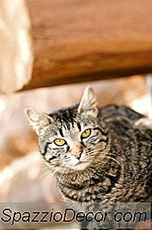 Tips Membetulkan Perilaku Nakal Kucing