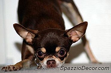 En Az Sağlık Sorunu Olan İlk 10 Köpek