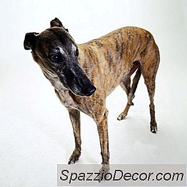 Uzun Tasmalar İçin Eğitim Tazı