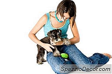Latih Anak Anjing Untuk Tidak Menggigit