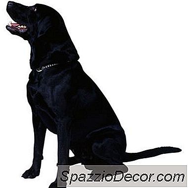 Treningstips For Labradorer