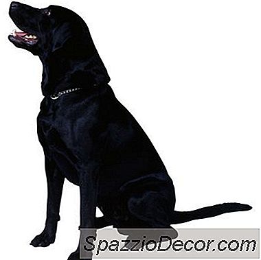 Trainingstips Voor Labradors