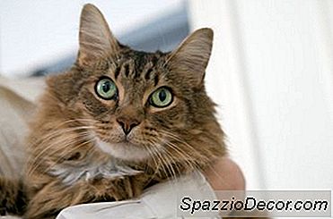 Transdermales Tapazol Für Katzen