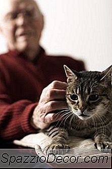 Overgang Van Een Kat Naar Laag Proteïne