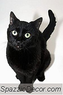 Yaşlı Kedilerde Feline Osteoartrit Tedavisi