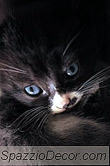 Kedi Yavruları İçin Tresaderm