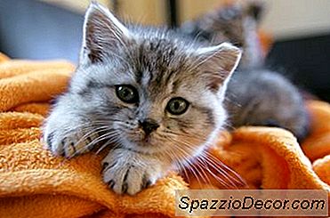 Tricks Zum Umgang Mit Kitty Geruch