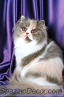 Trimming Baksiden Av Persiske Og Himalayanske Katter