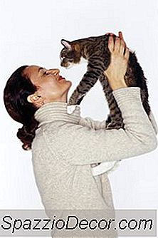 Il Tipo Di Persona A Cui Piacciono I Gatti