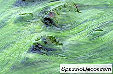 水槽ガラス上の藻類の種類