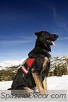Tipos De Trabalhos Para Cães
