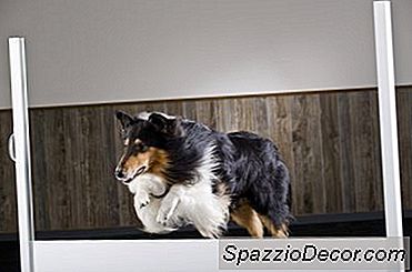 Tipos De Superficies Para La Agilidad Del Perro