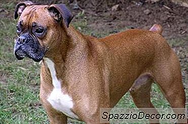 Tipos De Vermes Em Pugilistas