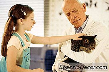 Echografie Voor Een Kat
