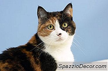 Ukontrolleret Hyperthyroidisme Hos Katte