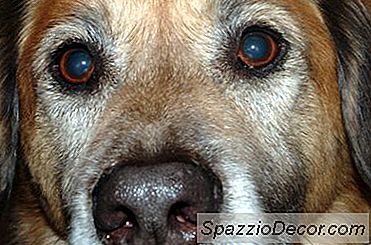 Ortaggi Raccomandati Dai Veterinari Per I Cani